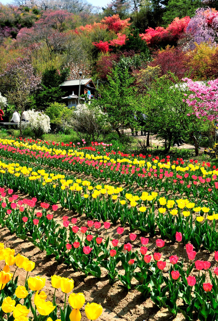 Thành phố Fukushima Thành phố Fukushima