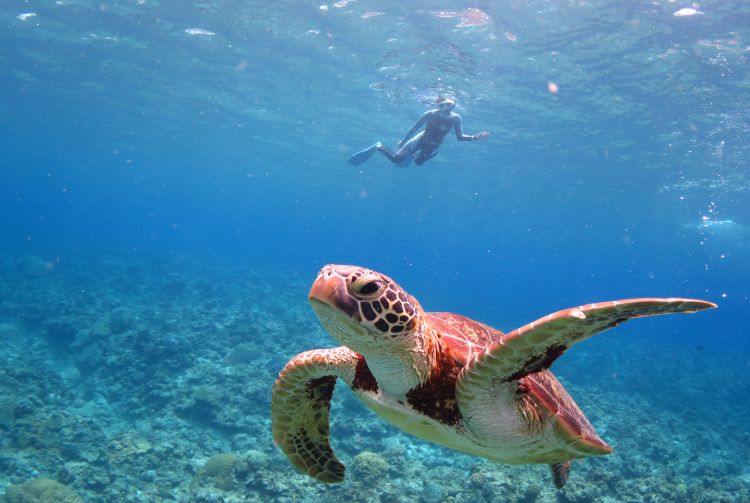 Lặn biển ở Nhật Bản