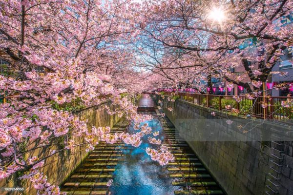 Những trải nghiệm tuyệt vời khi du lịch Tokyo mùa xuân