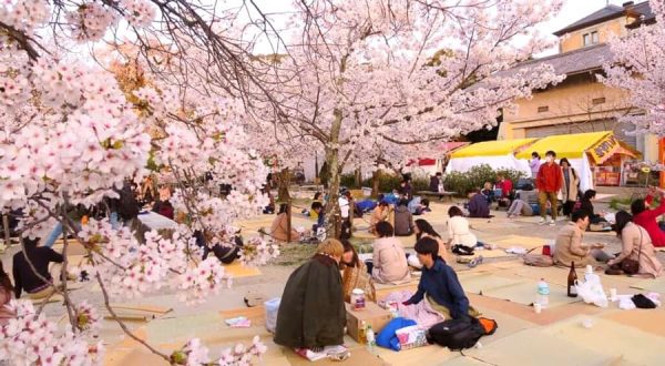 Lễ hội ngắm hoa anh đào Hanami