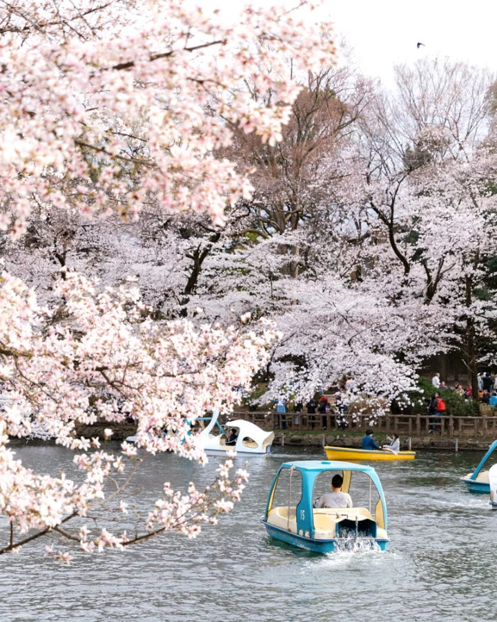 Công viên Inokashira - Điểm ngắm hoa anh đào đẹp nhất Tokyo