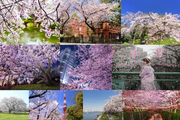 Những trải nghiệm tuyệt vời khi du lịch Tokyo mùa xuân