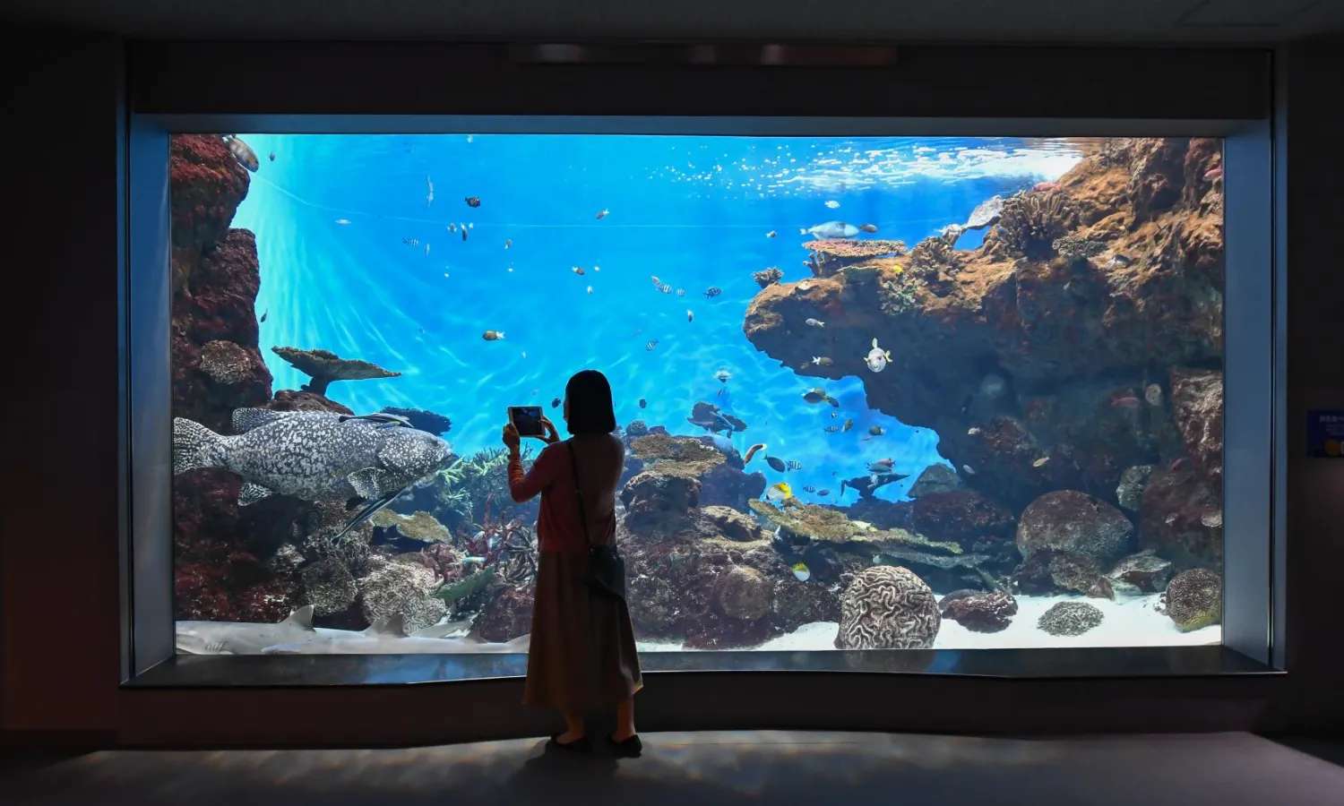 vé Kagoshima City Aquarium