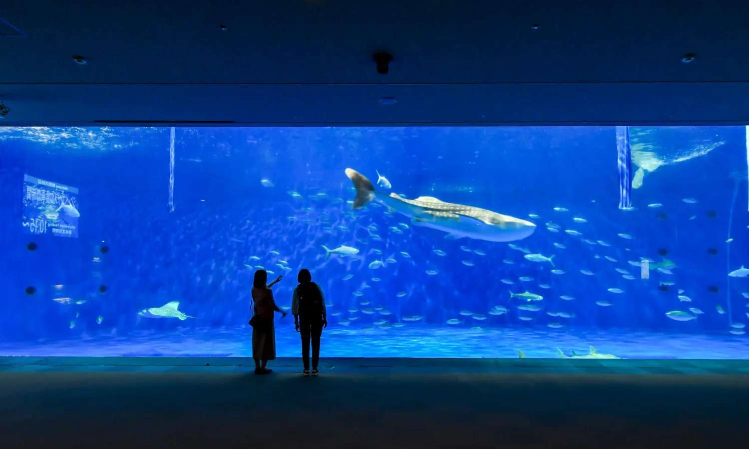 thuỷ cung thành phố Kagoshima